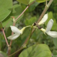 Dendrolobium umbellatum (L.) Benth.